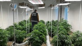 Villayı uyuşturucu serasına çevirdiler