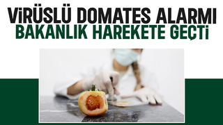 Virüslü domates tohumu gümrükten geçmedi