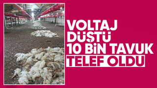 Voltaj düşüklüğü fanları durdurdu; 10 bin tavuk telef oldu