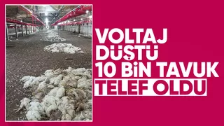 Voltaj düşüklüğü fanları durdurdu; 10 bin tavuk telef oldu