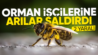 Yaban arıları saldırdı: 2 yaralı