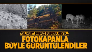 Yaban hayvanları böyle görüntülendi