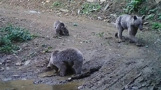 Yaban hayvanları foto kapanlara takıldı