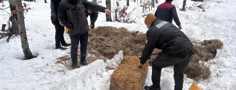 Yaban hayvanları için saman ve yem bıraktılar