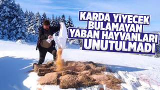 Yaban hayvanları için yiyecek bırakıldı