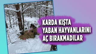 Yaban hayvanlarına 12 bin 900 kilo yiyecek bırakıldı