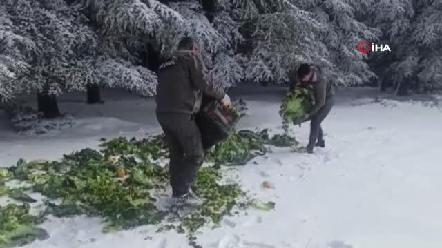 Yaban hayvanlarına 15 yon yem bırakıldı