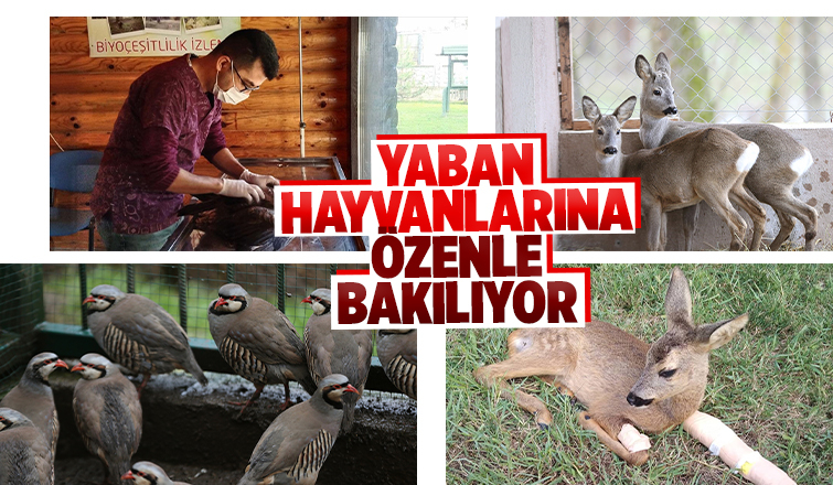 Yaban hayvanlarına özenle bakılıyor