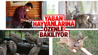 Yaban hayvanlarına özenle bakılıyor