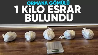 Yakalanmamak için esrarı ormana eklemişler