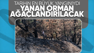 Yanan ormanda çalışmalar başlandı