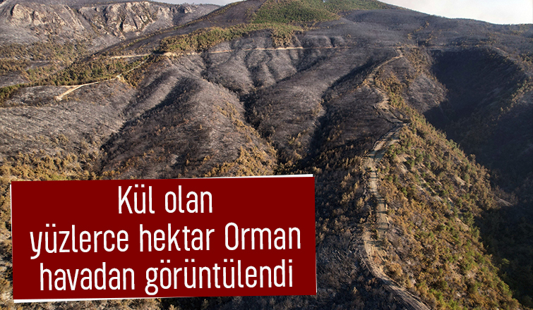 Yanan ormandan gerice ürkütücü manzara kaldı