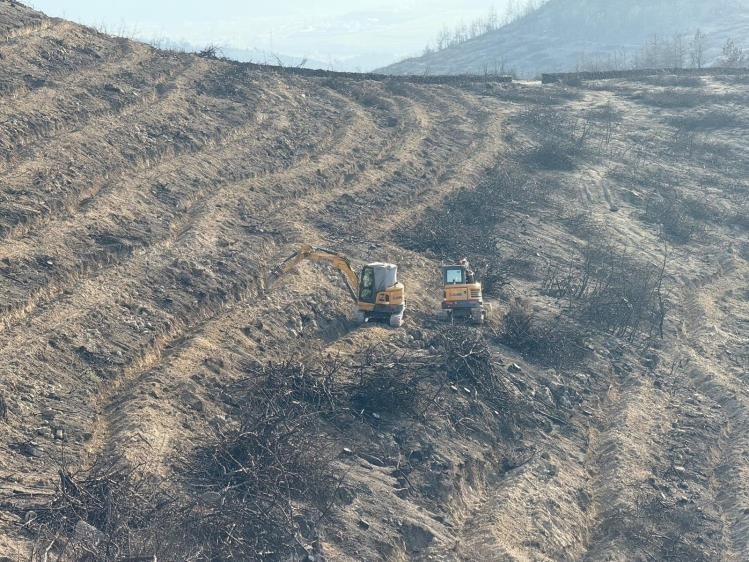Yanan ormanlarda yeşillendirme çalışmaları sürüyor