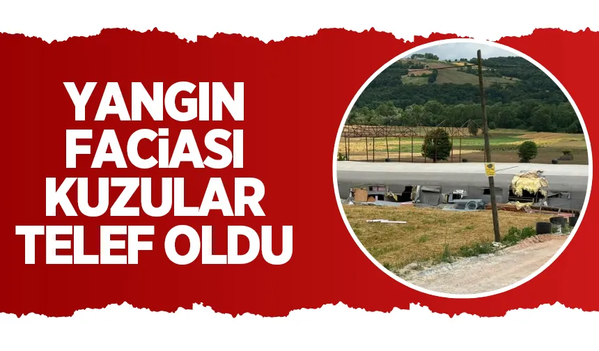 Yangın faciası: Kuzular telef oldu