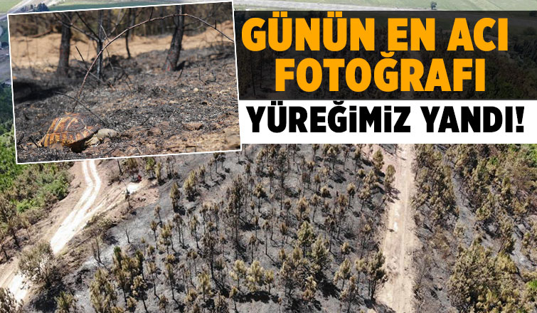 Yangın sonrası en acı fotoğraf