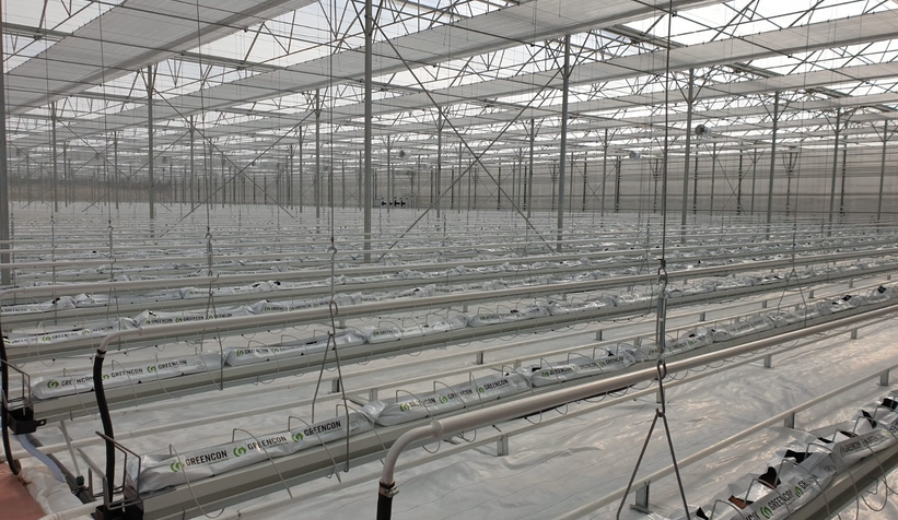 Yapay zekanın yönettiği topraksız sera Akyazı'da üretime geçti