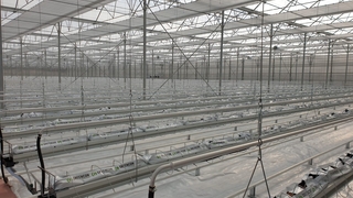 Yapay zekanın yönettiği topraksız sera Akyazı'da üretime geçti