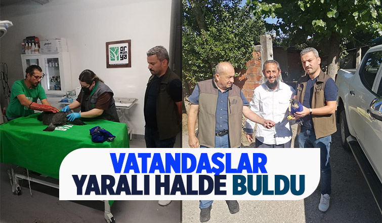 Yaralı arı kuşu ve delice doğan bulundu