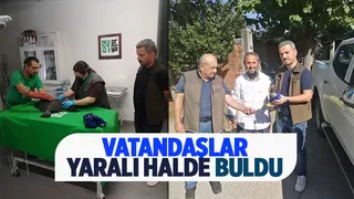 Yaralı arı kuşu ve delice doğan bulundu