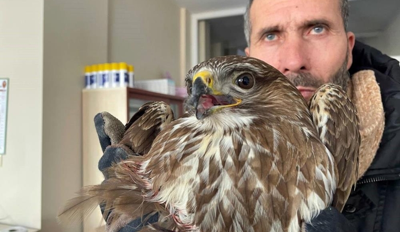 Yaralı atmacaya yardım eli uzattı