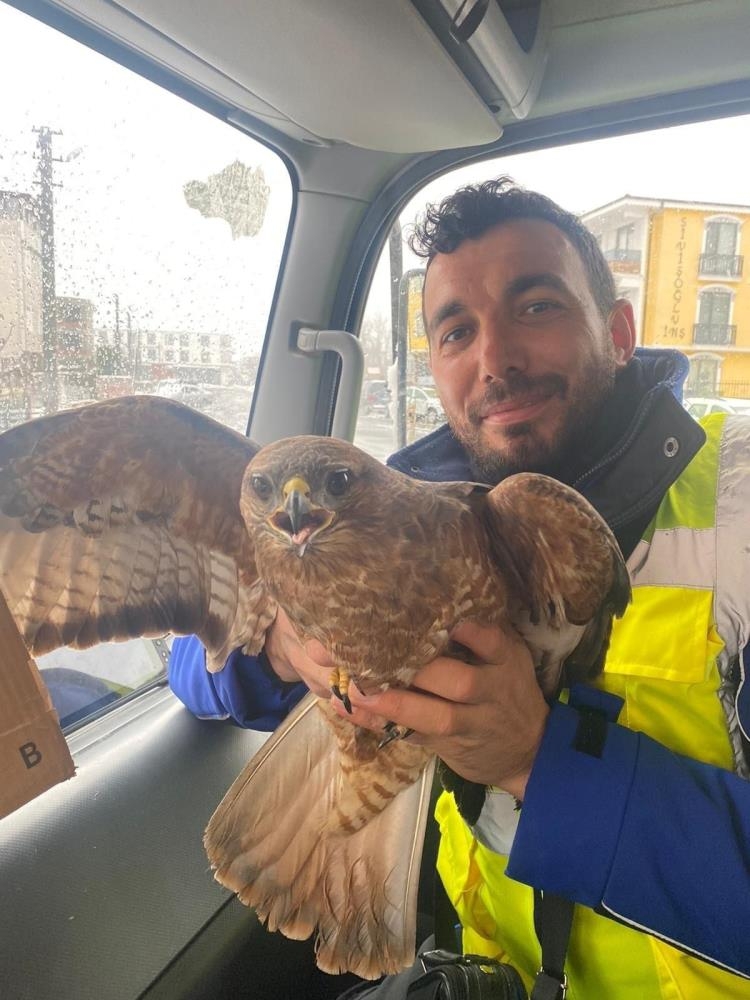 Yaralı bulunan atmaca tedavi altına alındı