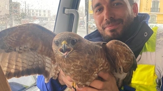 Yaralı bulunan atmaca tedavi altına alındı