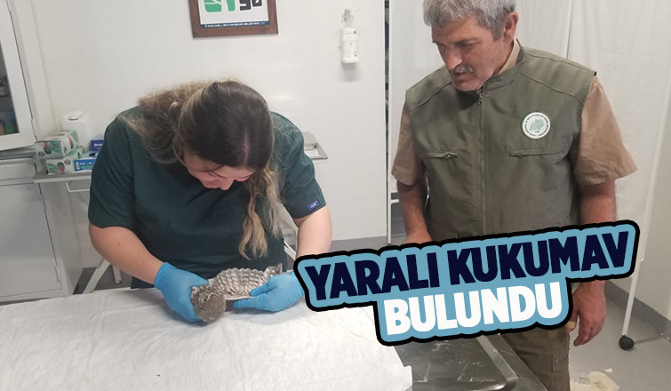 Yaralı bulunan kukumav tedaviye alındı
