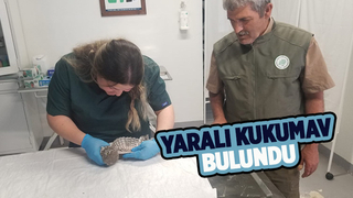 Yaralı bulunan kukumav tedaviye alındı