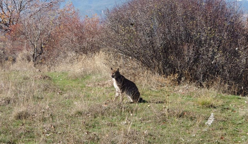 Yaralı bulunan vaşak, tedavi altına alındı