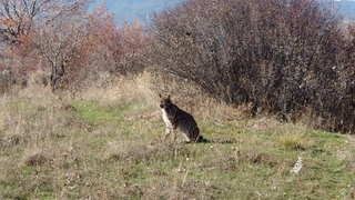 Yaralı bulunan vaşak, tedavi altına alındı