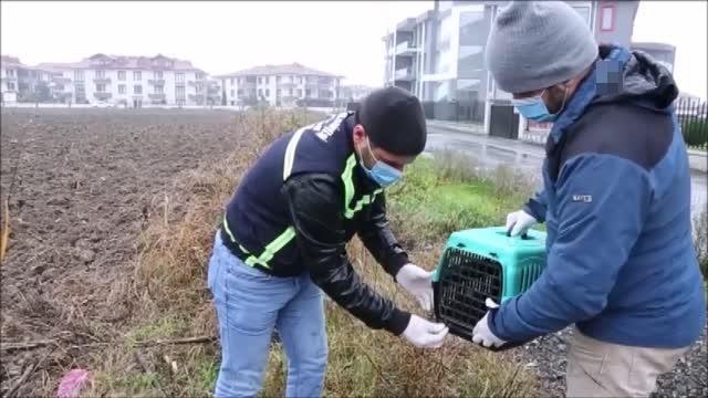 Yaralı bulunan yavru köpek sahiplendirildi