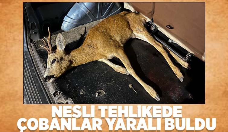 Yaralı geyiği çobanlar buldu