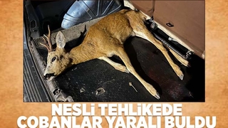 Yaralı geyiği çobanlar buldu