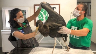 Yaralı halde buldular