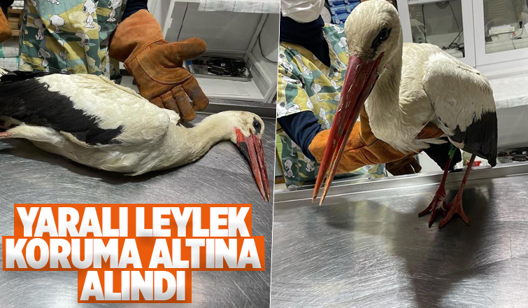 Yaralı halde bulundu