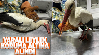 Yaralı halde bulundu