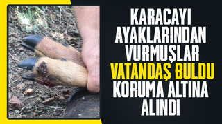 Yaralı karaca tedavi altına alındı