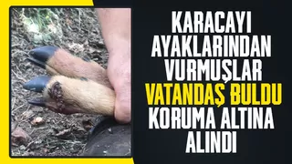 Yaralı karaca tedavi altına alındı