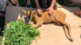 Yaralı karaca tedavi altına alındı