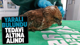 Yaralı Kızıl Şahin tedavi altına alındı