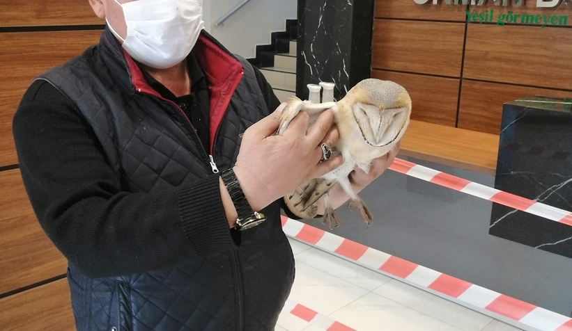 Yaralı peçeli baykuş bulundu