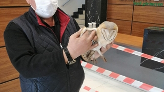 Yaralı peçeli baykuş bulundu