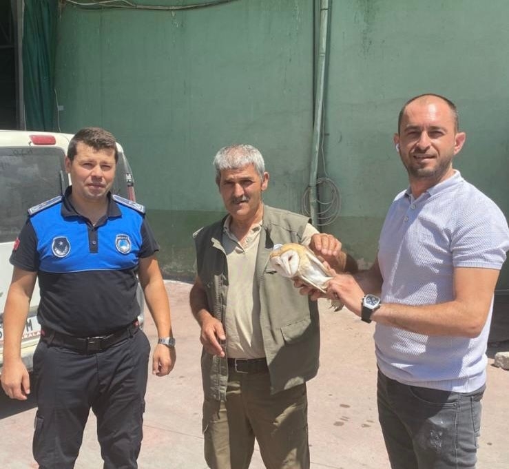 Yaralı peçeli baykuş tedavi altına alındı