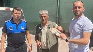 Yaralı peçeli baykuş tedavi altına alındı
