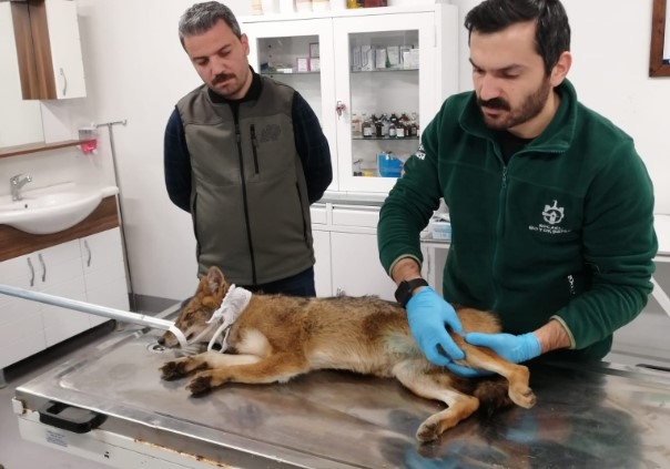 Yaralı tilki tedavi altına alındı