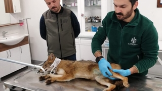 Yaralı tilki tedavi altına alındı
