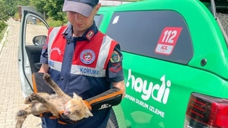 Yaralı tilkiye jandarma şefkati