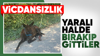 Yaralı yavru ata belediye ekipleri müdahale etti