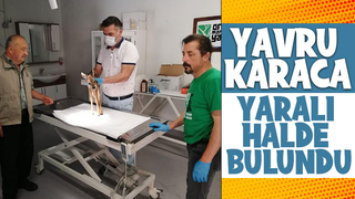 Yaralı yavru karaca tedavi altına alındı
