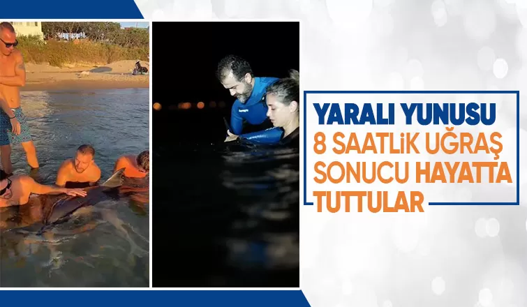 Yaralı yunus için seferber oldular